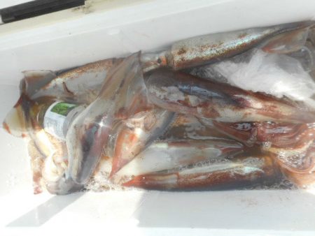 大進丸（愛知） 釣果