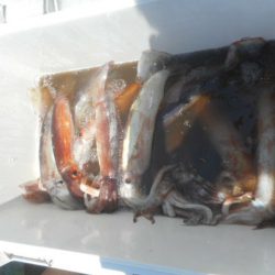 大進丸（愛知） 釣果