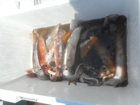 大進丸（愛知） 釣果