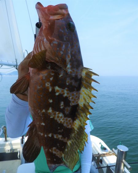 Fisherman Dreams DI 釣果