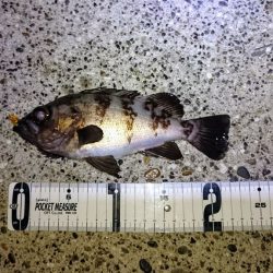 千葉県 東京湾奥ライトゲーム・シーバス【たむたむ氏連載 vol.1】