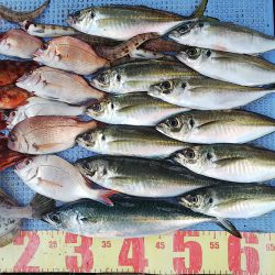 第二常豊丸 釣果