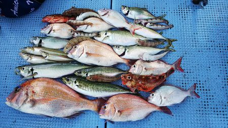 第二常豊丸 釣果