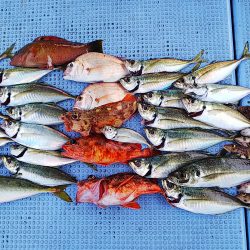 第二常豊丸 釣果