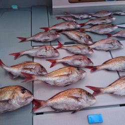 フィッシングボートACE(エース) 釣果