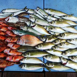 第二常豊丸 釣果