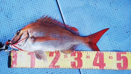 第二常豊丸 釣果