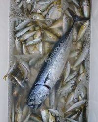 和歌山マリーナシティ釣り公園 釣果