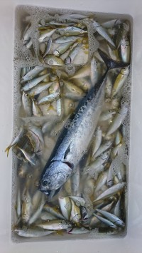 和歌山マリーナシティ釣り公園 釣果