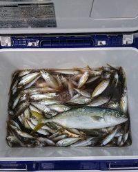 和歌山マリーナシティ釣り公園 釣果