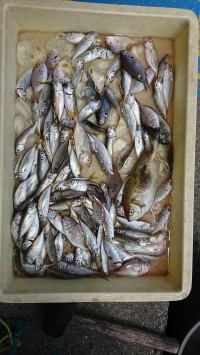 和歌山マリーナシティ釣り公園 釣果