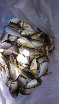 和歌山マリーナシティ釣り公園 釣果