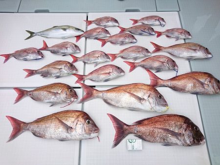 フィッシングボートACE(エース) 釣果