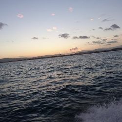 フィッシングボートACE(エース) 釣果