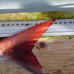 フィッシングボートACE（エース） 釣果