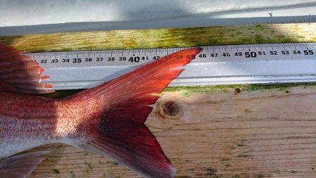 フィッシングボートACE（エース） 釣果