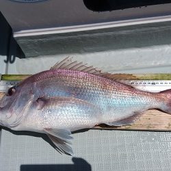 フィッシングボートACE（エース） 釣果