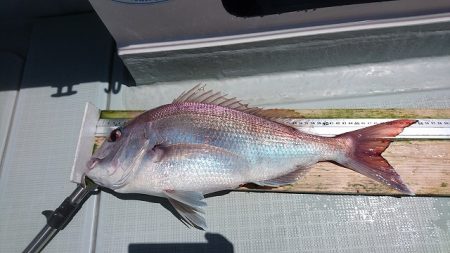 フィッシングボートACE（エース） 釣果