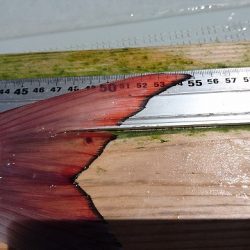 フィッシングボートACE（エース） 釣果