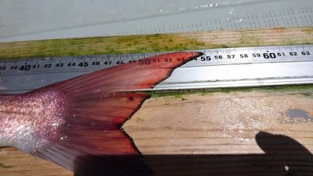 フィッシングボートACE（エース） 釣果