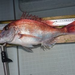 フィッシングボートACE（エース） 釣果