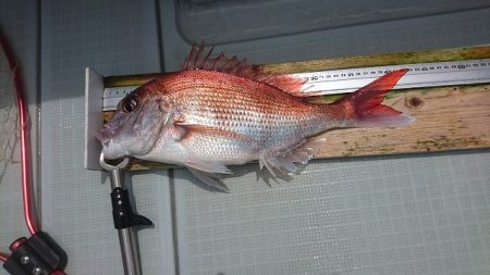 フィッシングボートACE（エース） 釣果