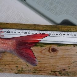 フィッシングボートACE(エース) 釣果