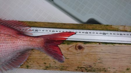 フィッシングボートACE(エース) 釣果