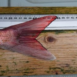 フィッシングボートACE(エース) 釣果