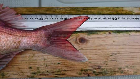 フィッシングボートACE(エース) 釣果