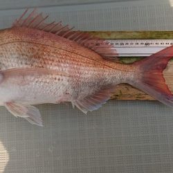 フィッシングボートACE（エース） 釣果