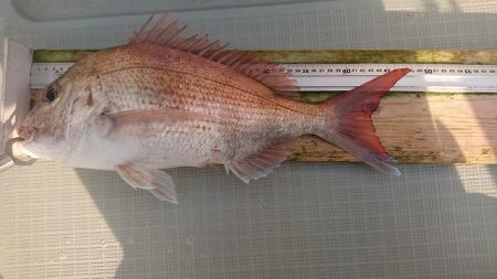 フィッシングボートACE(エース) 釣果