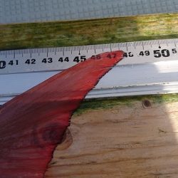 フィッシングボートACE(エース) 釣果