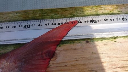 フィッシングボートACE(エース) 釣果