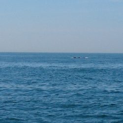 フィッシングボートACE(エース) 釣果