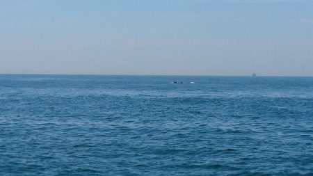 フィッシングボートACE(エース) 釣果