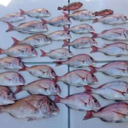 フィッシングボートACE(エース) 釣果