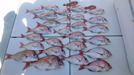 フィッシングボートACE(エース) 釣果