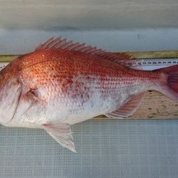 フィッシングボートACE（エース） 釣果