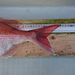 フィッシングボートACE（エース） 釣果