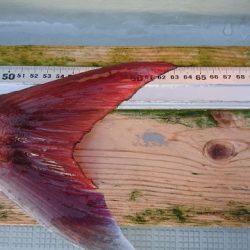 フィッシングボートACE（エース） 釣果