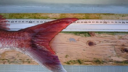 フィッシングボートACE（エース） 釣果