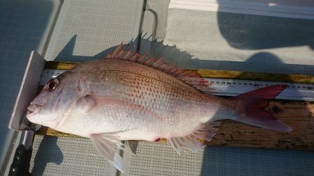 フィッシングボートACE（エース） 釣果