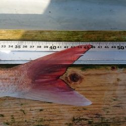 フィッシングボートACE（エース） 釣果