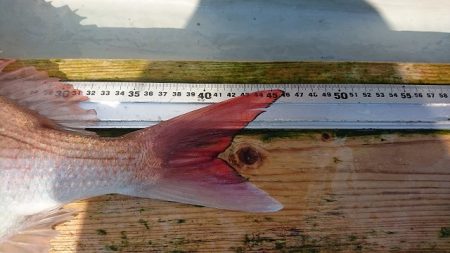 フィッシングボートACE（エース） 釣果