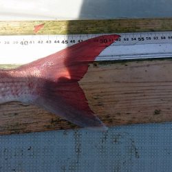 フィッシングボートACE（エース） 釣果