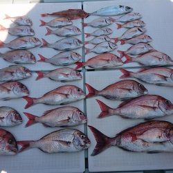 フィッシングボートACE（エース） 釣果