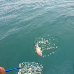 フィッシングボートACE（エース） 釣果