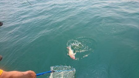 フィッシングボートACE（エース） 釣果