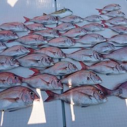 フィッシングボートACE（エース） 釣果